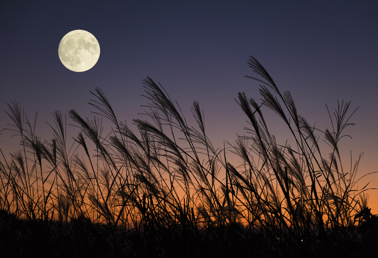 The harvest moon rising over silhouetted pampas grass at dusk — the classic tsukimi composition, the moon viewing of mid-autumn