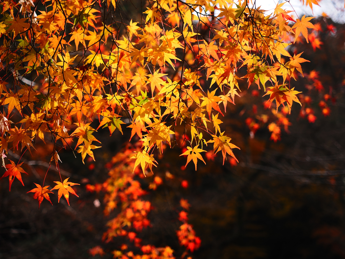 Japanese maple leaves in deep autumn — orange, yellow, and crimson against a dark background, the maple that burns quietly against stone