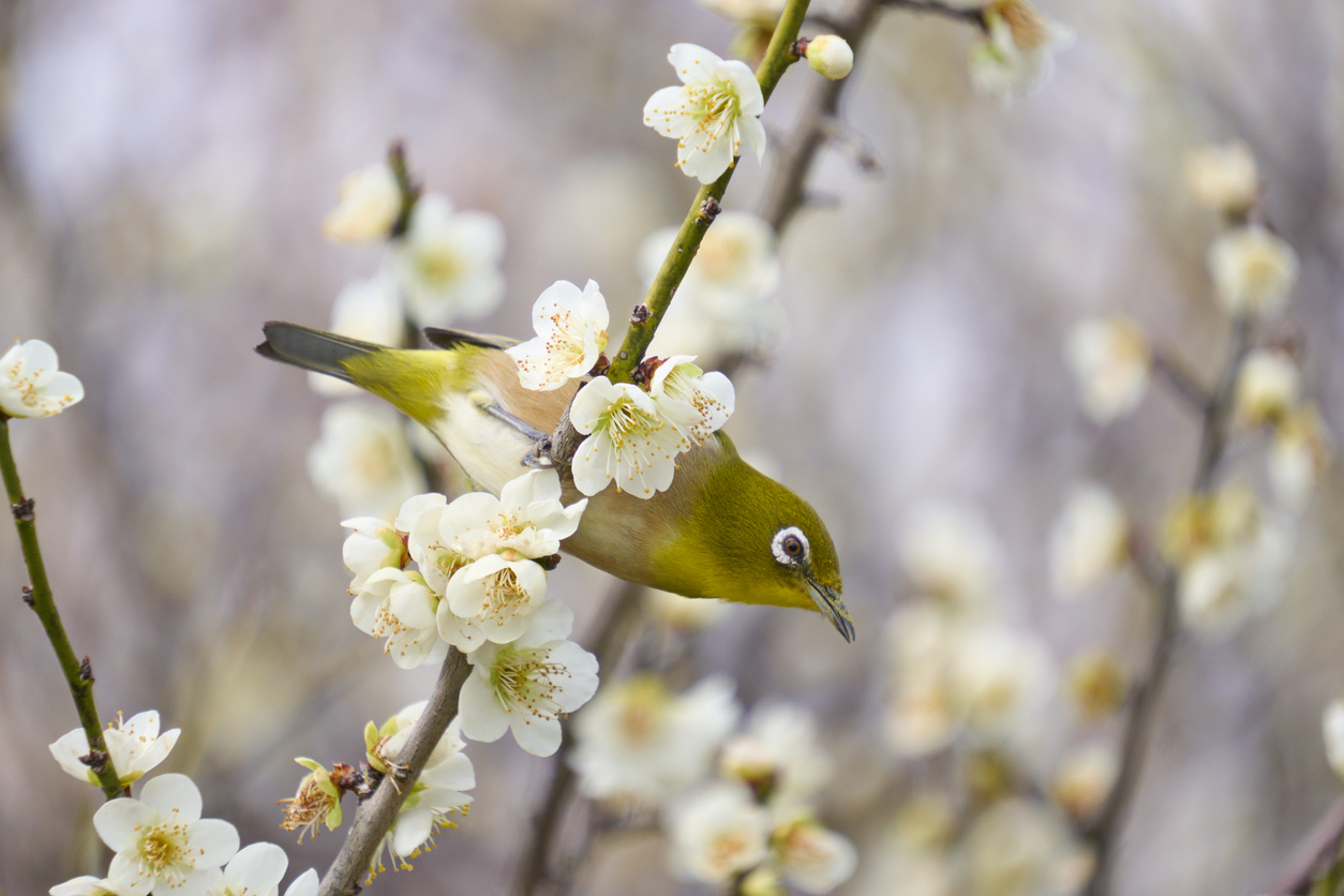 A Japanese white-eye bird (mejiro) perched among white plum blossoms — the year's first flower with its traditional companion bird, a classic motif of Japanese painting