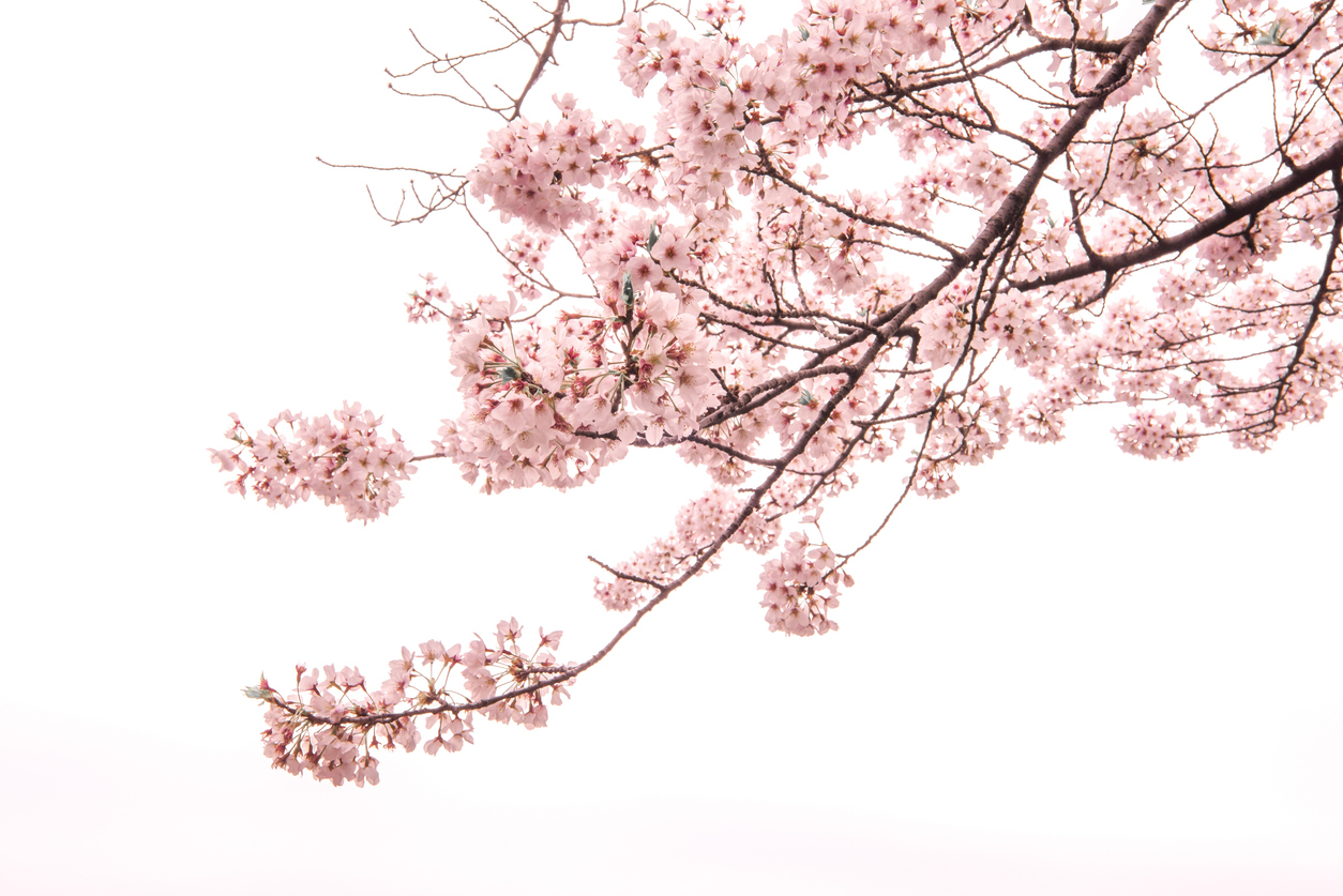 Pale pink cherry blossoms drifting against a bright sky — the bloom that returns each spring, suspended in soft focus